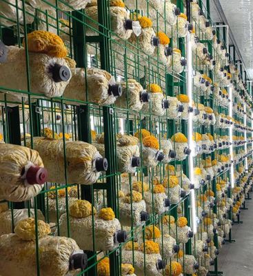 qualité  Electricity With Optional Solar Integration Mushroom Container Farm With Minimal Setup Required Plug And Play Modular Mushroom Production Facility usine
