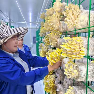 Création d'un conteneur de champignons intelligent