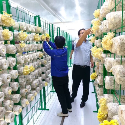 L'élevage commercial de champignons facilité grâce à un conteneur à champignons