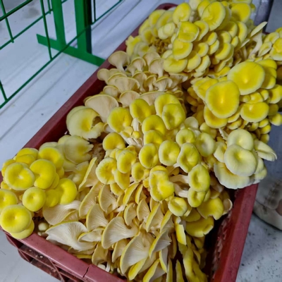 L'élevage commercial de champignons facilité grâce à un conteneur à champignons
