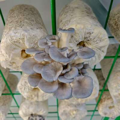 Récipient de champignons écologique à des fins éducatives Durable polyvalent