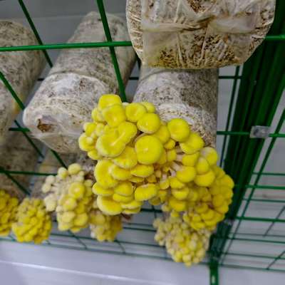 Récipient de champignons écologique à des fins éducatives Durable polyvalent