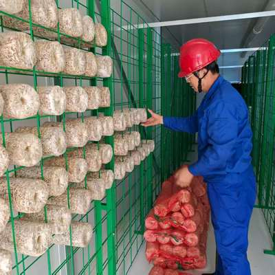 La culture polyvalente de champignons pour une manipulation efficace de grandes quantités