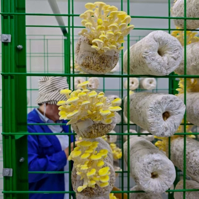Utilisation efficace des ressources Container de culture de champignons à haute productivité