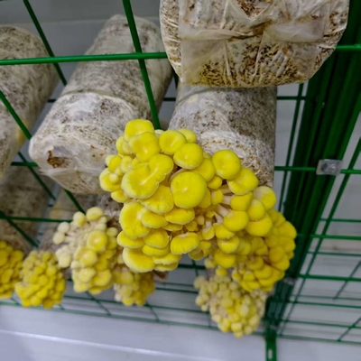 Utilisation efficace des ressources Container de culture de champignons à haute productivité