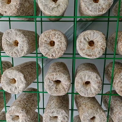 Conteneur de culture de champignons à contrôle environnemental précis