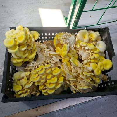 Récipient de culture de champignons à haute efficacité de production