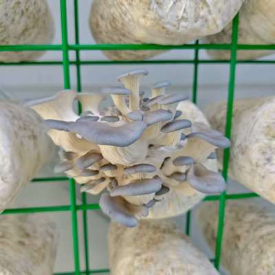 Conteneur d'amélioration de la production de champignons pour la culture de champignons toute l'année